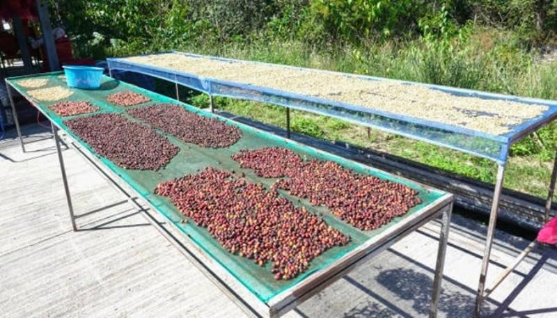 produksi kopi pasca panen